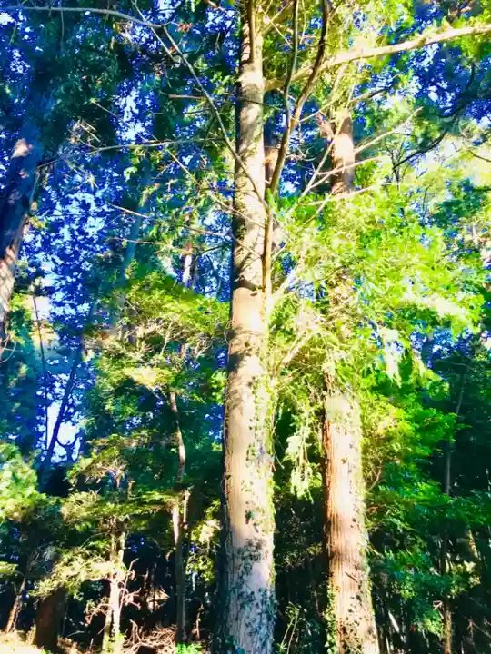 阿弥神社の自然