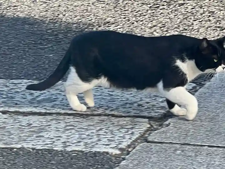 白金氷川神社(東京都)