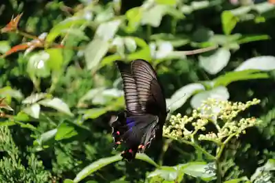 健武山神社の自然