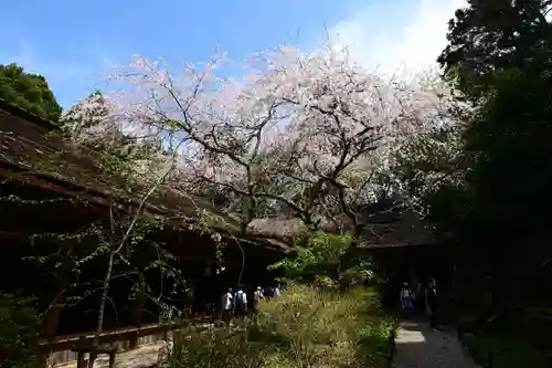 吉野水分神社（吉野町）の自然