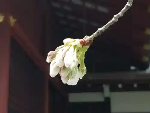 金王八幡宮の自然