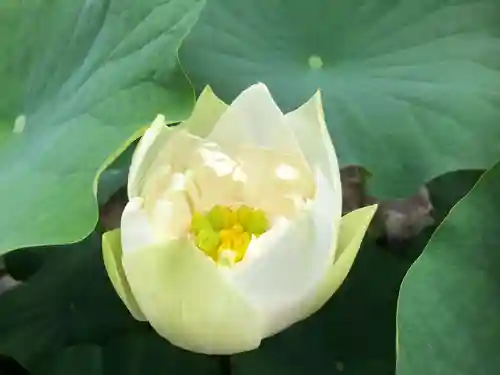 當麻寺西南院の自然