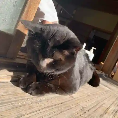 鹿島神社(和歌山県)