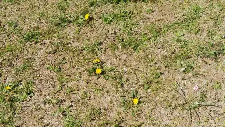 医王寺薬師堂(恩田薬師堂)の自然