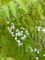 安楽院薬師寺(福島県)