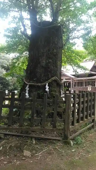 大元神社(宇佐神宮奥宮)の自然