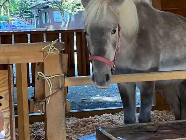 平塚八幡宮の動物