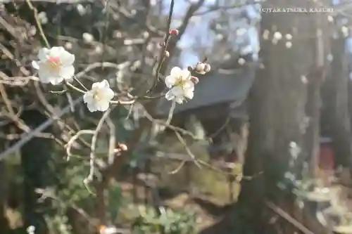 谷保天満宮の自然