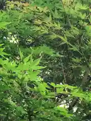 海住山寺の自然