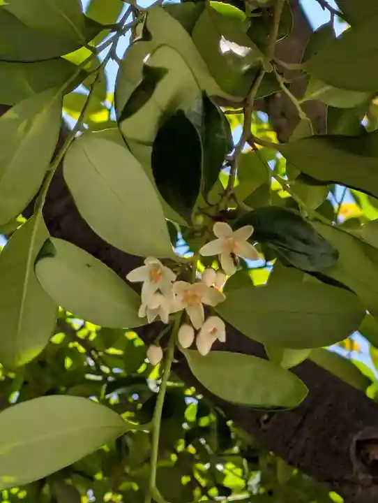 羽衣町厳島神社(関内厳島神社・横浜弁天)(神奈川県)