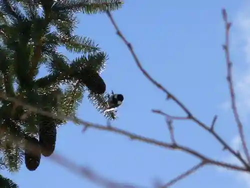 留辺蘂神社の動物