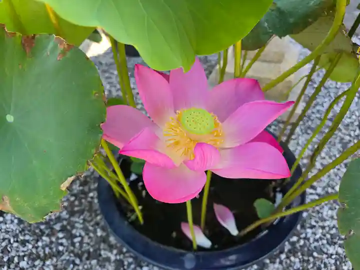 法善寺(和歌山県)