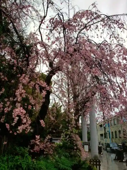 阿佐ヶ谷神明宮(東京都)