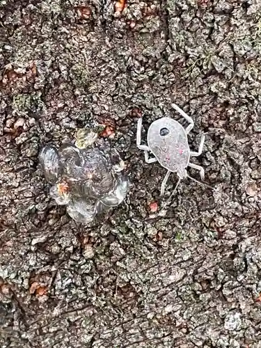 八坂神社(大阪府)
