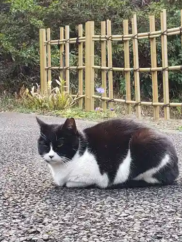 白金氷川神社の動物