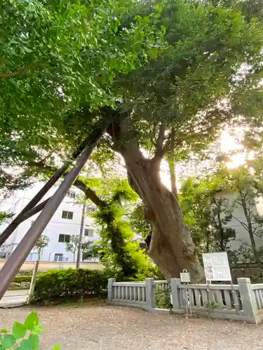 青渭神社の自然