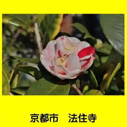 後白河院御聖蹟 法住寺の自然