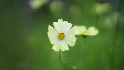 般若寺 ❁﻿コスモス寺❁(奈良県)