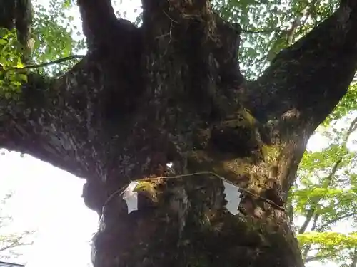 熊野皇大神社の自然