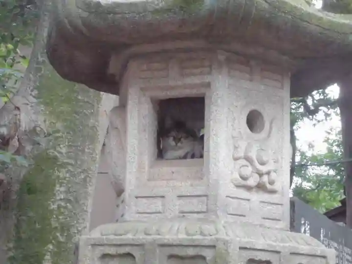 代々木八幡宮の動物