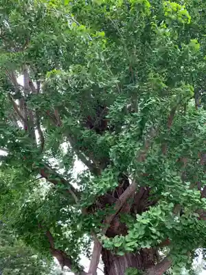水海道鎮守 八幡神社の自然