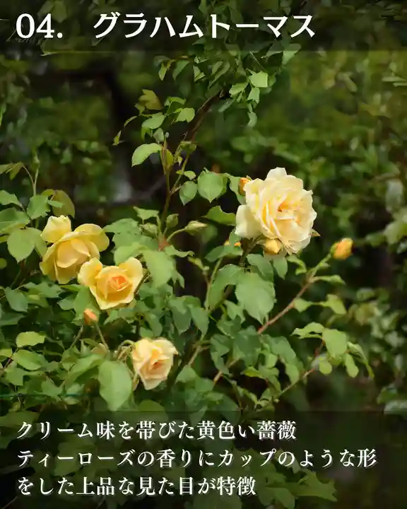 宝光寺(北海道)