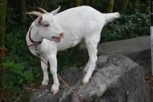 出雲大社相模分祠の動物