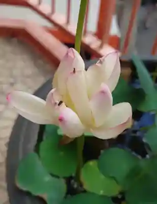 福寿観音(東京都)