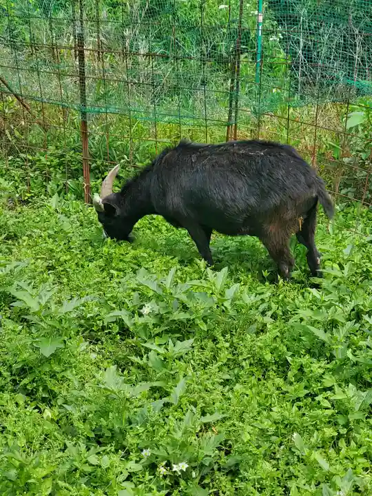 賀茂別雷神社の動物