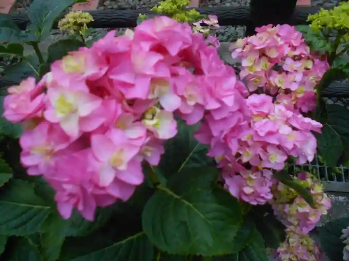 御霊神社の自然