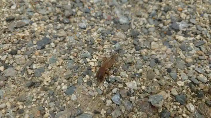 夜疑神社(大阪府)