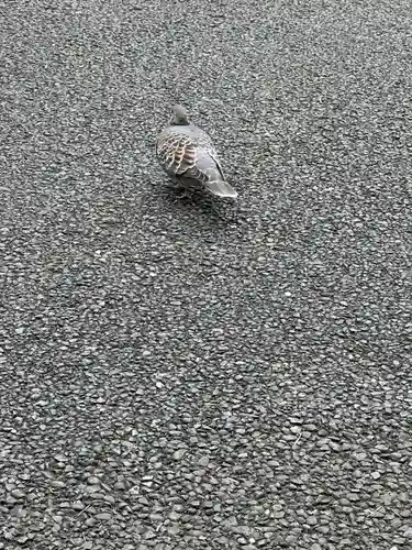 高幡不動尊　金剛寺(東京都)