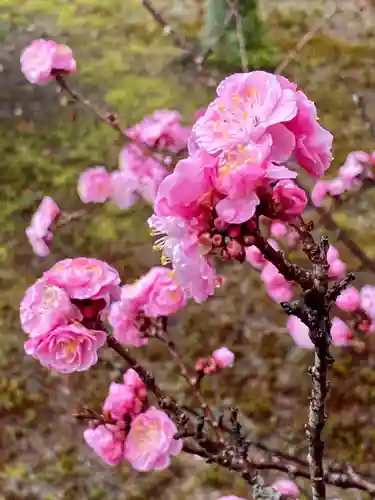 隨心院（随心院）の自然