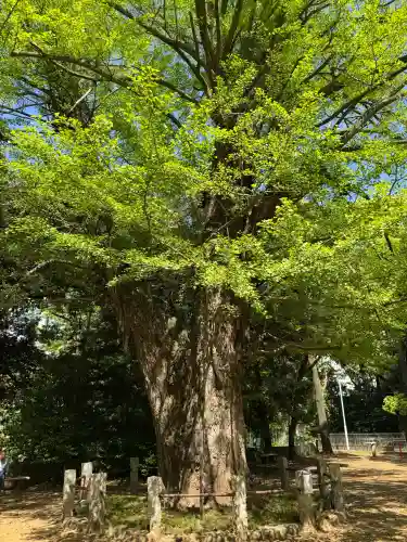 赤坂氷川神社の{uncategorized: "未分類", other: "その他", undefined: "問題あり", building: "その他建物", grave: "お墓", sacred_gate: "鳥居", guardian: "狛犬", statue: "像", buddha: "仏像", history: "歴史", nature: "自然", garden: "庭園", animal: "動物", pagoda: "塔", temizu: "手水舎", mountain_gate: "山門・神門", sanctuary: "本殿・本堂", subordinate: "末社・摂社", art: "芸術", scenery: "景色", jizo: "地蔵", ema: "絵馬", goshuin: "御朱印", omikuji: "おみくじ", items: "授与品その他", amulet: "お守り", goshuincho: "御朱印帳", eats: "食事", festival: "お祭り", votive_dance: "神楽", shichigosan: "七五三参", wedding: "結婚式", experience: "体験その他", initially: "初詣", around: "周辺", anti_infection: "感染症対策"}
