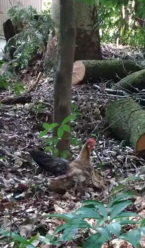 天岩戸神社(宮崎県)