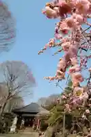 観音寺(埼玉県)