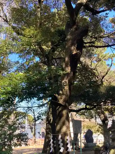 八雲神社(神奈川県)