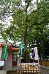 福島稲荷神社の絵馬