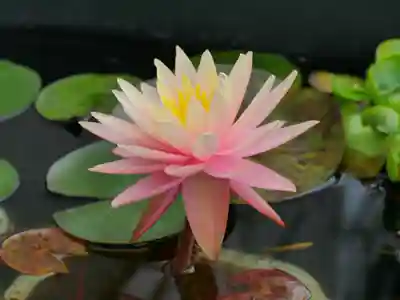 極楽山 浄土寺(北海道)