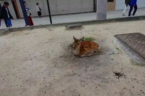 厳島神社の動物