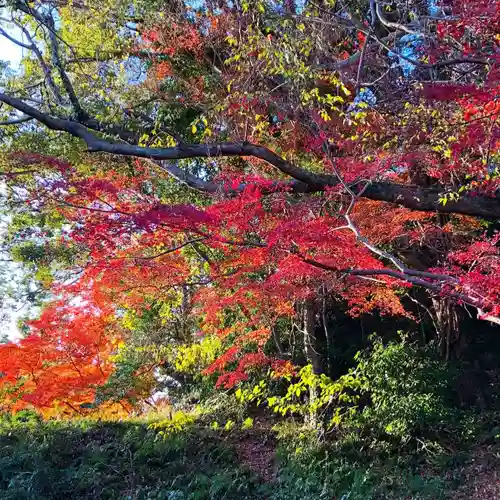坂本八幡宮の自然
