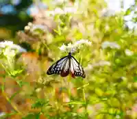 零羊崎神社の自然