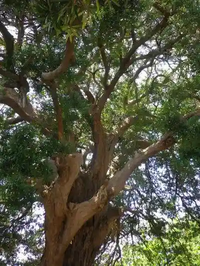 安養院 (田代寺)の自然