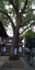 猿田彦神社の自然