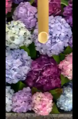 桜神宮(東京都)