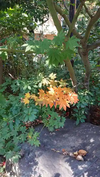 阿佐ヶ谷神明宮の自然