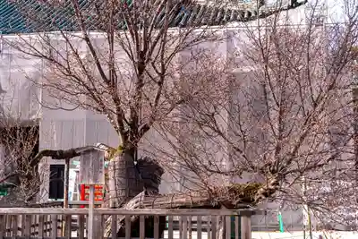 平安神宮(京都府)