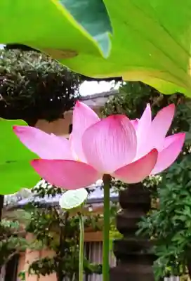 世尊院(東京都)