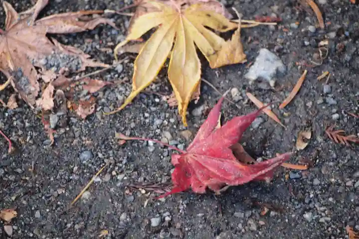 日光二荒山神社の自然