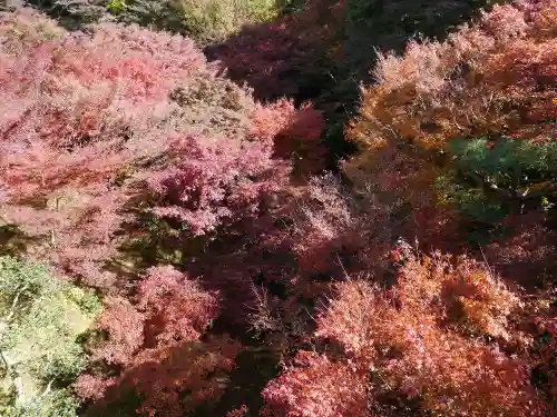 東福禅寺（東福寺）の自然